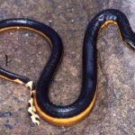 Yellow-Bellied Sea Snake: Yellow-bellied snake found on South California beach for the first time in nearly a decade: Beach holiday turns into adventure after girl encounters predator