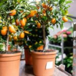 Easy steps to grow a healthy plant and enjoy fresh lemons at home
