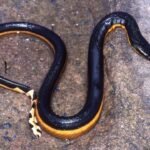 Yellow-bellied venomous sea snake returns to California beach after 8 years; rare reappearance after 2018 gives scientists clues about the species’ changing Pacific range
