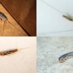 How To Get Rid Of Silverfish: Why silverfish suddenly appear in bathrooms and wardrobes: 3 smart tips to get rid of them |