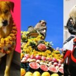 Where dogs are worshipped, monkeys are served feast and cows wear flowers: Unusual animal festivals celebrated worldwide