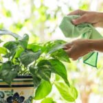 Should you keep it in direct sunlight or shade? Here’s the right spot for healthy growth