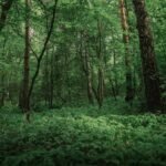 Forest vs jungle: What is the actual difference between the two? |
