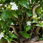 Do you think jasmine attracts snakes? 4 garden myths that aren’t what they seem