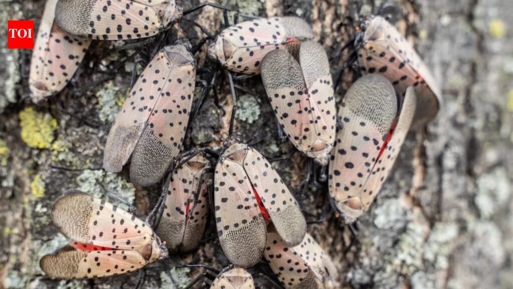 A Toledo woman’s neighbour has a tree of heaven covered in spotted lanternflies, leaving her driveway, car and patio covered in bugs and sticky sap﻿ | World News