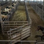 In 1959, Sebastian Scirpo started a Connecticut livestock auction in a rented chicken coop and made $7 on his first commission; 67 years later, his daughters run the state’s last remaining sale barn