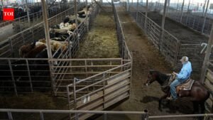 In 1959, Sebastian Scirpo started a Connecticut livestock auction in a rented chicken coop and made $7 on his first commission; 67 years later, his daughters run the state’s last remaining sale barn