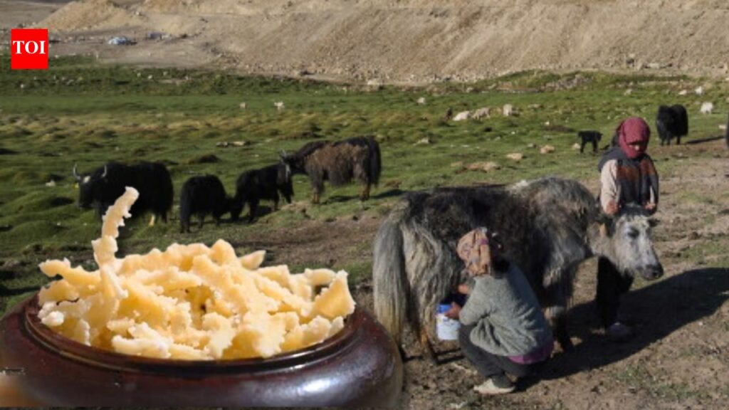 From Ladakh’s high-altitude villages to Brazil: Yak Churpi, a traditional cheese made from yak milk by nomadic families for generations, wins gold at an international competition