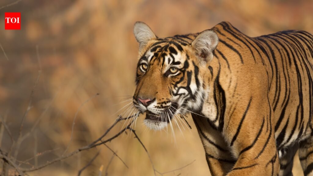 9 National parks and tiger reserves to visit as they reopen after monsoon rains