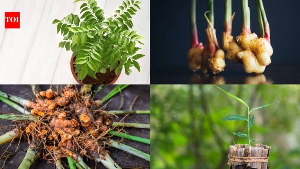 simple tips for a fresh and flavourful kitchen garden