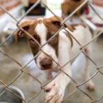 In 2017, June Thomas started rescuing ‘rez dogs’ from her home in Manitoba; after surveying 200 homes and helping sterilise 65+ animals, she has now opened an on-reserve shelter