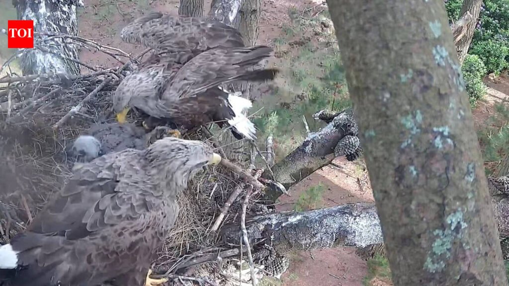 England released its first 6 white-tailed eagles in 2019 after a 240-year absence; by 2026, the project had produced 9 wild-born chicks, including 3 this summer