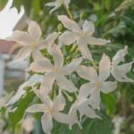 Jasmine plant care: 7 easy tips to grow healthy plants and enjoy more fragrant flowers at home