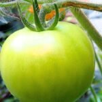 How to ripen green tomatoes indoors and avoid mistakes that can slow the process﻿ |