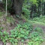 A Wisconsin family will keep owning and logging nearly 1,800 forest acres while a $1.6 million deal permanently blocks development and opens almost 1,500 acres to hikers, hunters and anglers