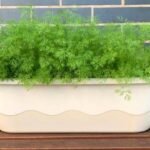 How to grow dill indoors: Simple tips for a steady supply of fresh herbs |