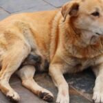 Delhi Street Dogs Election: Delhi is choosing its “chonkiest” dog: From Dahi Bhalli to Kutta Singh, how street dogs became unlikely election candidates with fans, posters and campaign armies