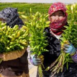 15k Ladakh-grown Liliums set out for national flower markets | India News