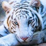 Meet Tejas: The rare blue-eyed white tiger who travelled 550 km from Gwalior to become Dehradun Zoo’s newest attraction; “The energetic young tiger immediately started exploring”