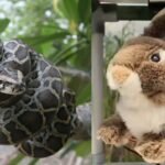 Burmese Python Invasive Species: In 2025, Florida researchers used fluffy rabbit robots to tackle the invasive Burmese python species, and the high-tech decoy helped attract snakes without harming real animals