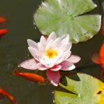 Adding Water Features to Your Outdoor Space