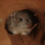 Bilbies Return to Queensland National Park for the First Time Since the 1970s