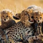 Meet Kuno National Park’s newest little stars: India-born cheetah KGP12 gives birth to 4 cubs; “truly historic and joyous moment for Project Cheetah”