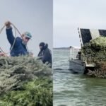 In 2024, Texas biologists turned more than 160 donated Christmas trees into an underwater reef at Granger Lake, where fish can use them as habitat within 15 minutes