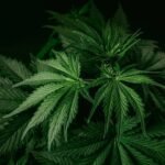In 2021, a California couple bought a home and faced more than $1 million in fines linked to the previous owner’s cannabis operation; five years later, a settlement cleared the disputed penalties