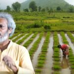 In 1997, this Odisha man left his job and built a seed bank that hands out traditional rice varieties to farmers; years later, Debal Deb’s effort is rescuing India’s rice diversity |