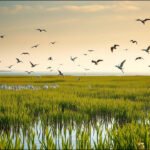 National Trust: A 2-km stretch of British coast was once a golf course; its fairways are now wetlands where birds are nesting | World News