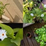 How to grow parijat in a pot on a small balcony: A simple step-by-step guide to fragrant night-blooming flowers at home |