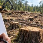 In 2022, loggers working for neighbours crossed onto a Mississippi couple’s land and cut 1,299 trees; their handwritten tally helped secure a $41,920 award later upheld on appeal