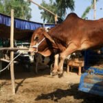 Can’t invoke anti-slaughter law in case of mere illegal cattle transportation: SC | India News