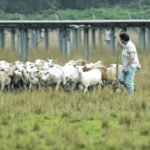 In 2013, a New Jersey teacher saw workers mowing a solar field near home and asked to bring in her sheep; by 2021, her flock had grown from 50 sheep on 15 solar acres to 450 sheep managing 85 acres
