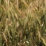 Farm groups protest low Rabi MSP hike, call it an insult | India News