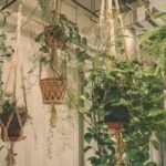 5 low-effort hanging plants to add grace and greenery to your home
