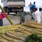 Government set to halt sugarcane juice, B-heavy molasses diversion for ethanol | India News