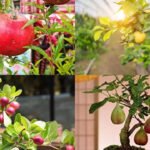 7 fruit trees that can grow in small pots: Easy options for a compact home garden