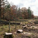 In 2015, a Kansas neighbour building a boundary fence cut 133 trees, some as far as 70 feet inside the adjoining land; 11 years later, an appeals court has upheld the landowner’s $6,500 damages award