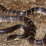 The surprising behaviour behind some encounters
