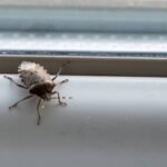 Stink Bugs Prevention: How to keep stinkbugs out of your house this fall: Simple tips to prevent them from getting inside