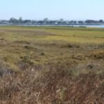 In 2011, California completed a 300-acre restoration of former San Diego salt ponds; five-year monitoring later documented 80 bird, 22 fish and 10 invertebrate species