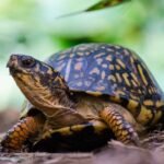 A New Jersey wildlife centre is caring for 219 box turtles after hundreds were dumped near a river; rescuers are now building outdoor enclosures so the turtles can spend winter as they would in the wild