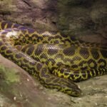 Woman Swallowed By Python: Python swallowed middle aged woman completely after she went to collect rubber sap and never came home, villagers found her body inside after spiltting its belly open