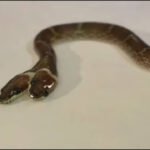 Rare ‘two-headed’ Wolf snake with four eyes and independently functioning mouths found in Gujarat: How does a snake develop two heads, and can it survive in the wild?