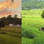 Backyard State Park: “Take the things we all love about State Parks and recreate them on a tiny scale at home”: Meet the couple who built a backyard “state park” on a budget and attracts butterflies, hummingbirds and deer