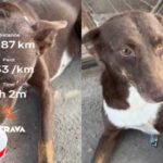 ‘Guys usne humare saath start kiya hai mere ghar ke pass hi rehti and mere ghar par hi finish kiya’: Kanpur dog runs 38 km with runners, wins the internet