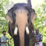 Kerala is mourning the death of its beloved 45-year-old elephant, Pallattu Brahmadathan, after a tragic lightning strike; what actually happened?