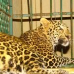 Leopard caught on camera after 50 days of fear in Barabanki village | Lucknow News